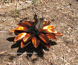 Yard Art Metal Flower on Spring with Music Ant 15"  MFSMA003