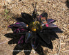 Yard Art Metal Flower on Spring with Music Ant 15"  MFSMA007