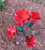 Yard Art 5 Stem Metal Flowers Sculpture 23"    MFLWR001